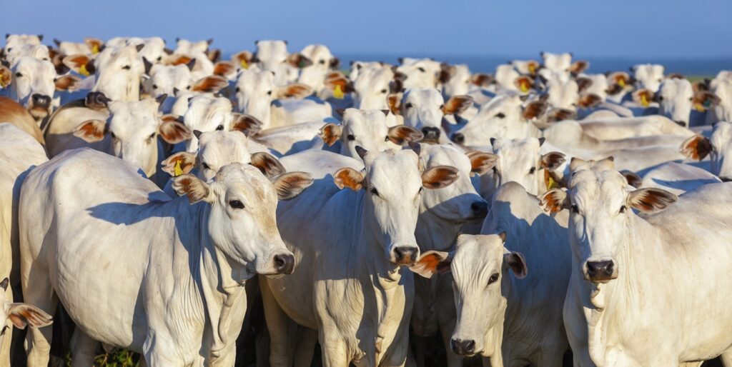Brasil supera EUA como maior produtor mundial de carne bovina